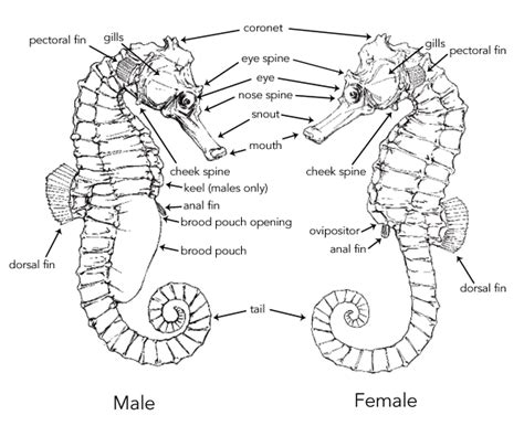 Seahorse anatomy – Artofit