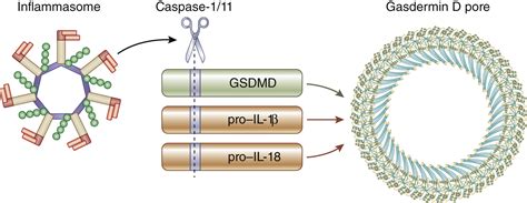 Gasdermin D and pyroptosis in acute kidney injury - Kidney International