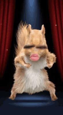 Dancing Squirrels GIFs | Tenor