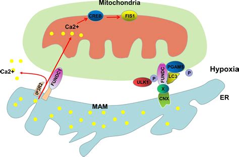 Mitochondria Associated Er Membranes