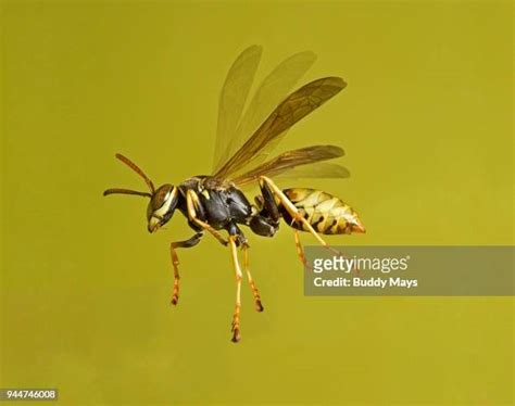 163 Paper Wasp Sting Stock Photos, High-Res Pictures, and Images ...