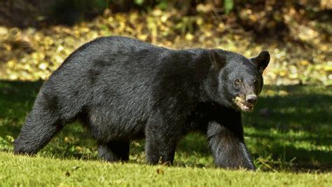 Black bears in MIssissippi