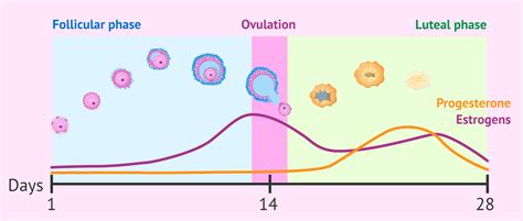 What is the luteal phase of the menstrual cycle and how long does it last?