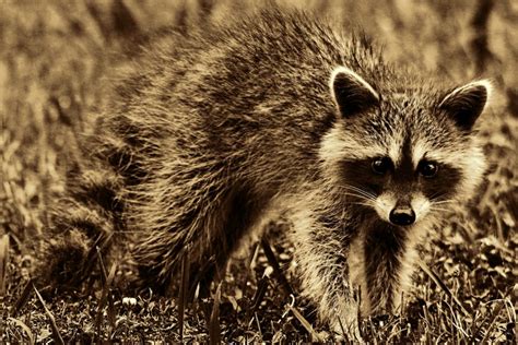 6 Ways to Go Coon Hunting Without Dogs - Best Scope Guide