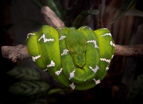 Emerald tree boa - The Living Rainforest