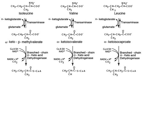 รวมกัน 91+ ภาพ การกำจัด Alpha-keto Acid เป็นกรดอะมิโนโดยปฏิกิริยาที่ ...