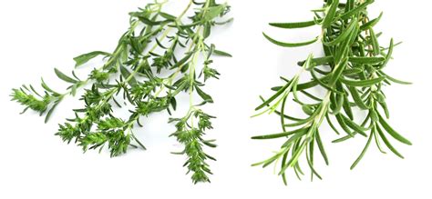 Thyme vs Rosemary: Flavors, Cooking, and Short Growing Guide