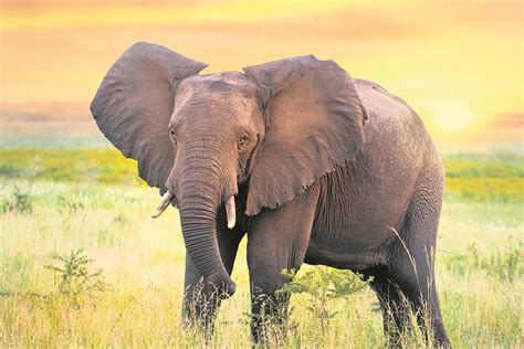 Census to shed light on elephant population in southern Africa | News24