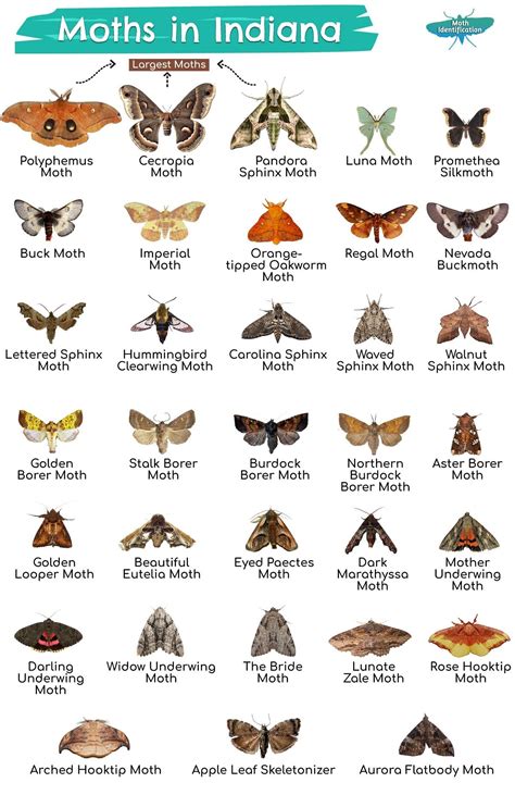 Types of Moths in Indiana | Types of moths, Moth species, Cute moth