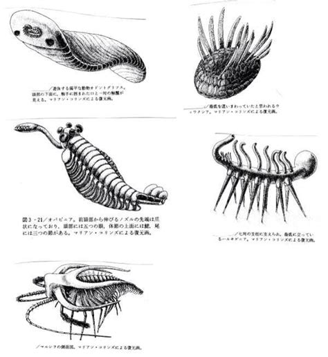 Precambrian explosion of life | Fossil art, Prehistoric world, Prehistoric animals