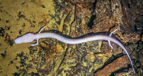 Meet The Olm, The Cave Salamander That Can Stays Motionless For Years