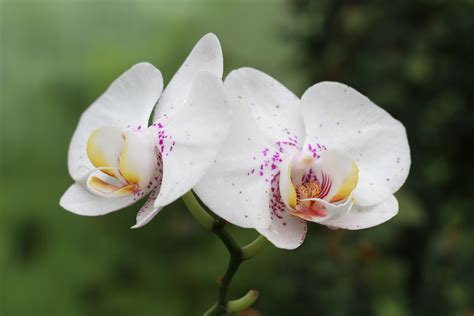 Free photo: Wild Orchids - Blooming, Flower, Fragrance - Free Download ...