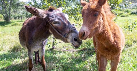 Hinny vs Mule: Are They Different? - A-Z Animals