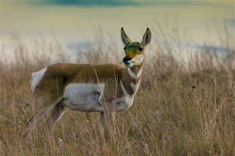 Pronghorn Antelope Fastest Animal in North America, Custer State Park, South Dakota Stock Photo ...