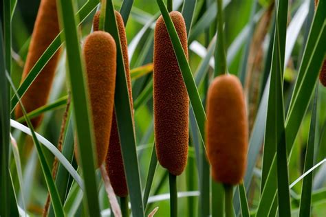 The Many Uses For Wild, Edible Cattails - Farmers' Almanac - Plan Your ...