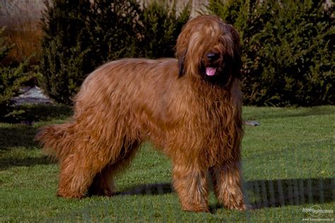 Briard Briard Dog, No. 2, Big, Mans Best Friend, Dog Breeds, Pet Dogs