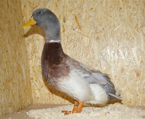 Saxony | Ducks | Breed Information | Omlet