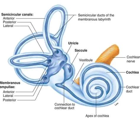 How does ear maintain balance in humans?