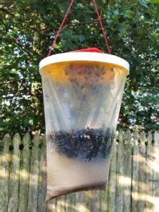 Top 25 Best Fly Traps | How To Get Rid Of Flies