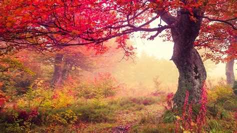 Red Autumn Trees In Forest HD Nature Wallpapers | HD Wallpapers | ID #56543