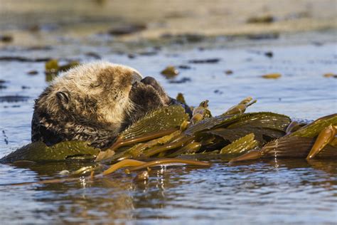 IMG_26918_Sea_Otter_California_Sebastian_Kennerknecht | Sebastian ...