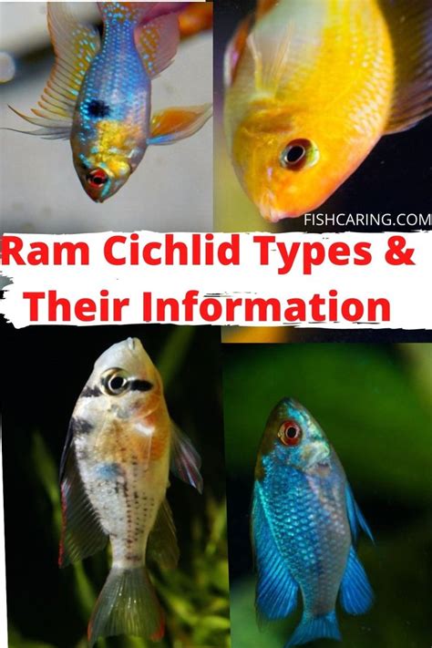 Ram Cichlid Types | Cichlids, Species, Freshwater aquarium