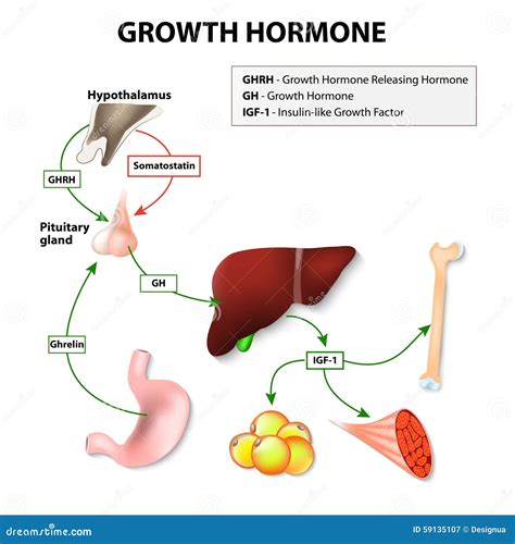 Human Growth Hormone Stock Vector - Image: 59135107