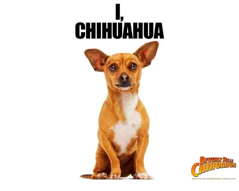 Papi - Beverly Hills Chihuahua movie Wallpaper (16728575) - Fanpop