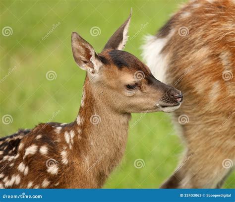 Baby Fallow Deer stock image. Image of mammal, wildlife - 32403063