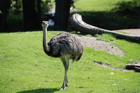 Top 10 Largest Living Birds In The World - The Mysterious World