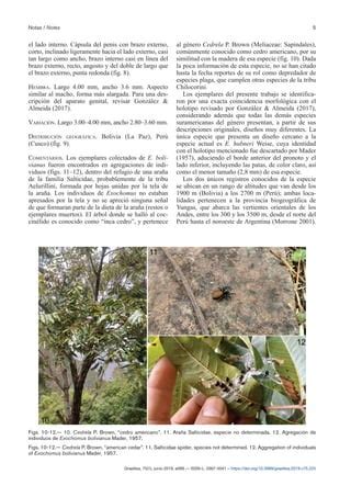 Primer registro de Exochomus bolivianus Mader, 1957 (Coleoptera: Coccinellidae) en el Perú | PDF