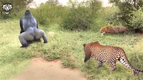 Quick-Thinking Baboon Saves Endangered Leopard Cub from Predators - YouTube