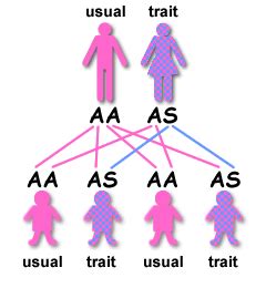 Sickle Cell Anemia Inheritance