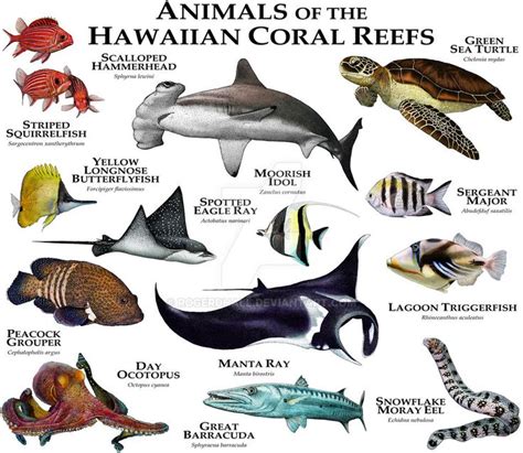 Animals Of The Hawaiian Coral Reefs