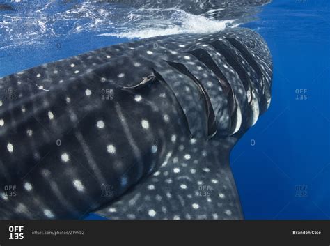 Whale shark swimming with gills flared stock photo - OFFSET