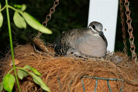 Pigeon Nest Stock Photos, Images and Backgrounds for Free Download