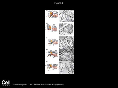 Sarojam Rajani, Venkatesan Sundaresan Current Biology - ppt download