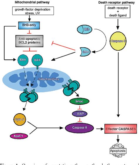 Mechanisms Of BCL-2 Family Proteins In Mitochondrial, 53% OFF