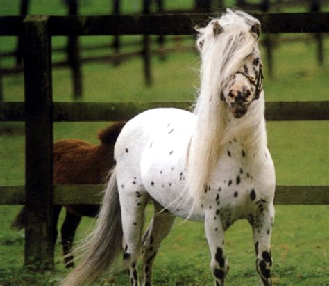 Falabella Horse Info, Origin, History, Pictures