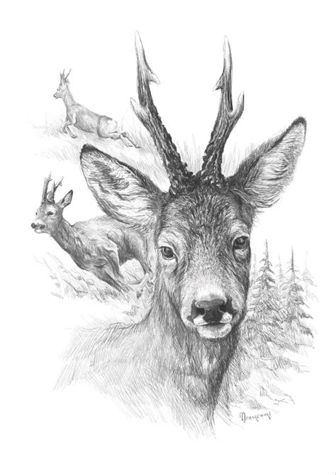 Pin by Jelqzko Ivanov on Hunting | Deer art, Animal drawings, Charcoal art