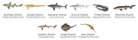 Class Chondrichthyes - Sharks, Rays, Chimaeras- the Cartilaginous Fishes