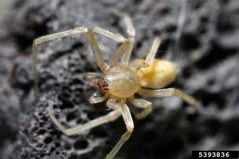 yellow sac spider (Cheiracanthium inclusum)