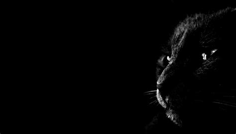 Dark Animal Wallpapers - Top Free Dark Animal Backgrounds - WallpaperAccess