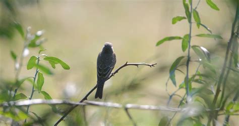 Northern wheatear Bird on the tree 3136264 Stock Video at Vecteezy