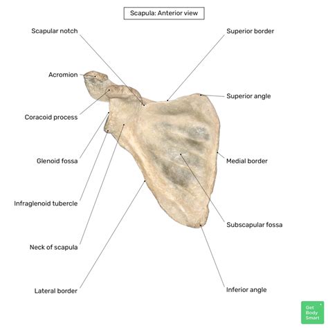 Scapula Bone: Anatomy, Structure And Labeled Diagram, 44% OFF