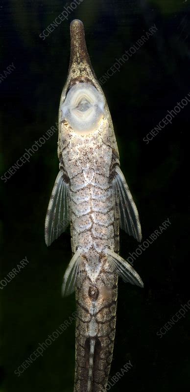 Twig catfish or Stick catfish - Stock Image - C024/3182 - Science Photo Library