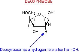 Chemical Structure Of Deoxyribose