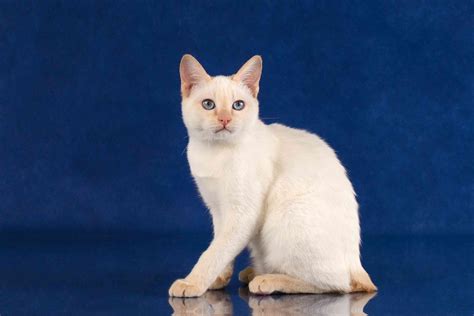 10 Unique Bobtail Cat Breeds