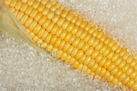 Corn-based plastic - Stock Image - C014/0253 - Science Photo Library