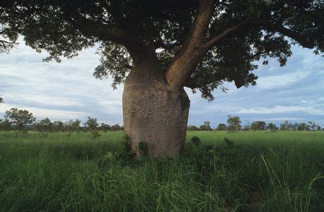 19 Kununurra Stock Pictures, Editorial Images and Stock Photos ...